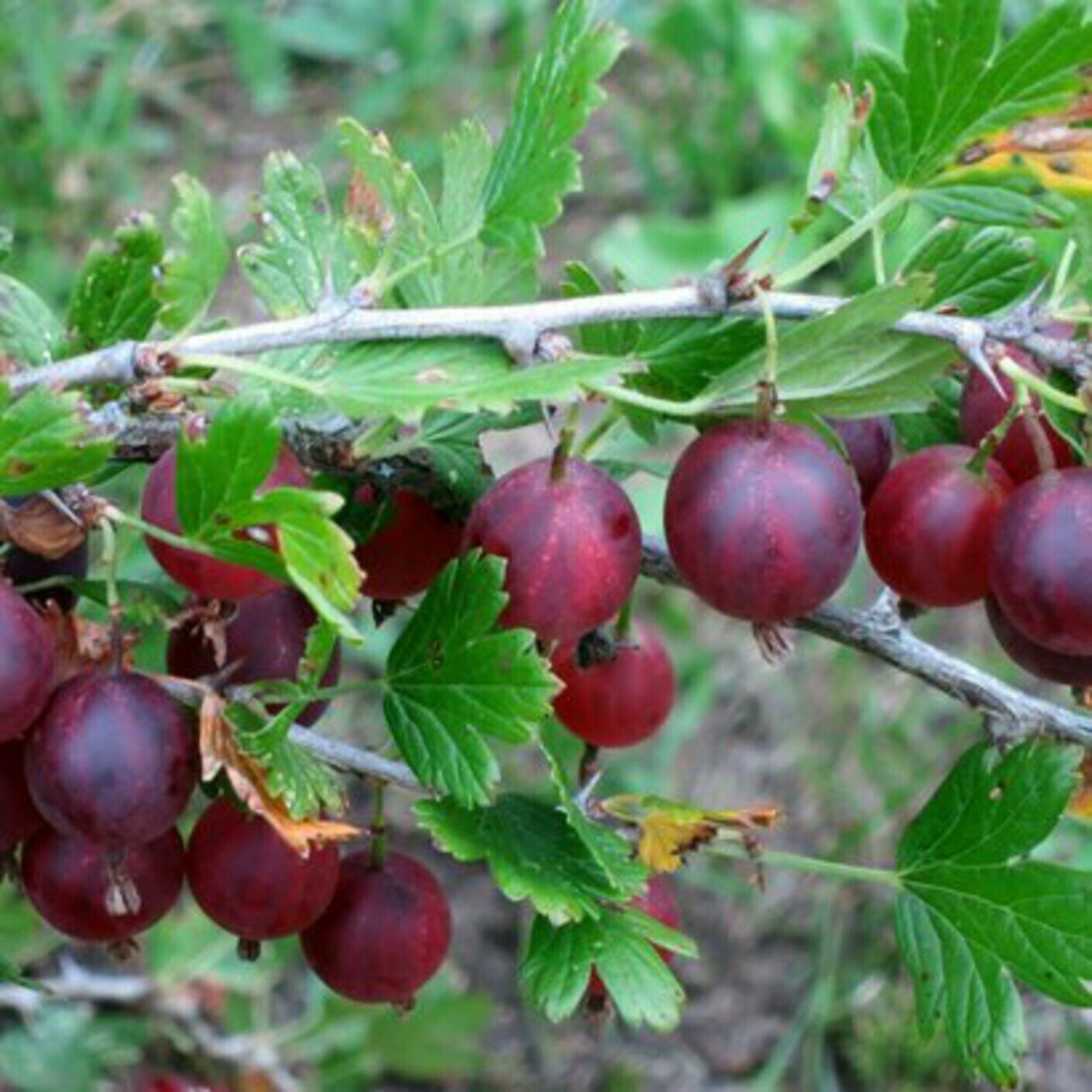 Крыжовник Сеянец Лефора