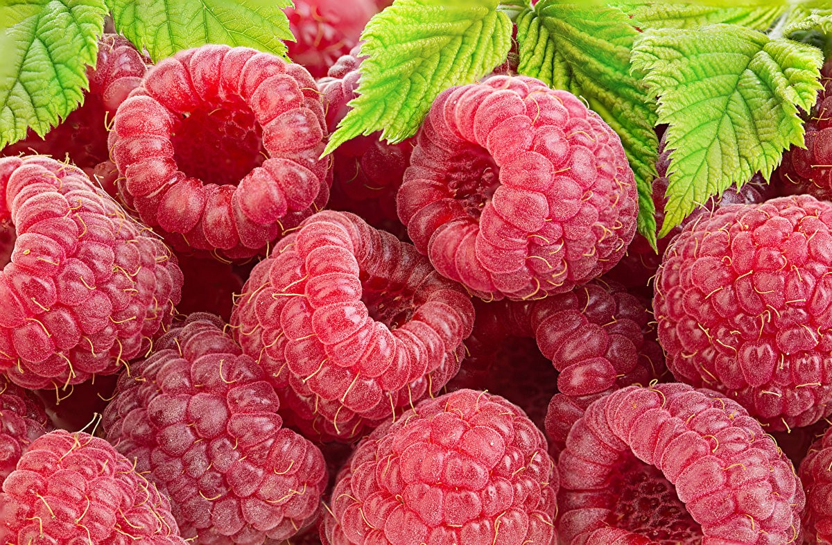 Малина красная Мария