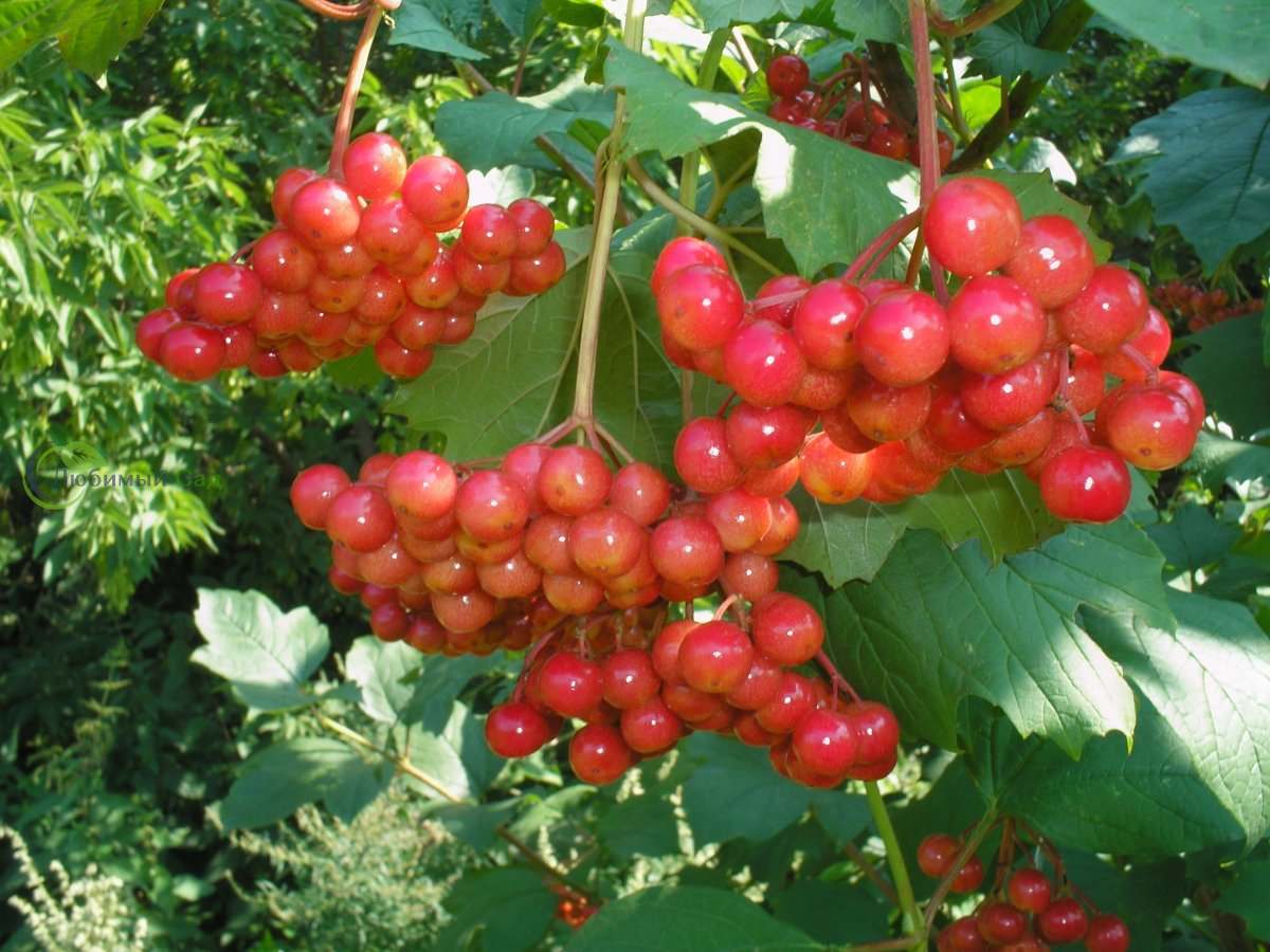 Калина Мария