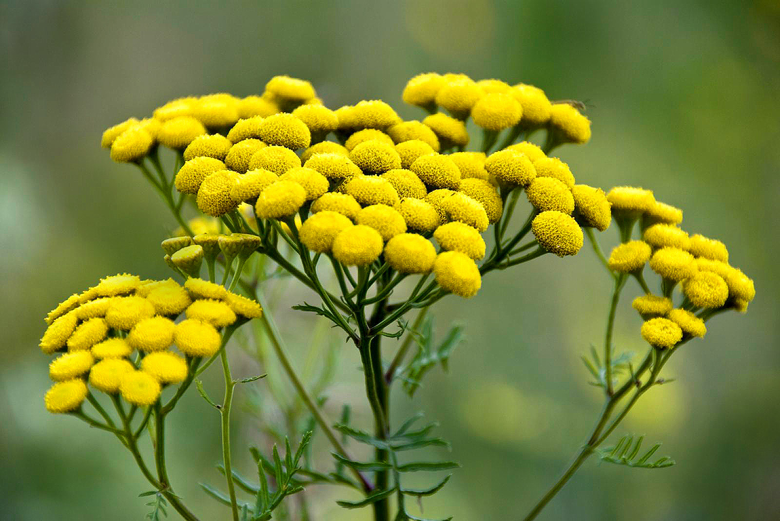Пижма