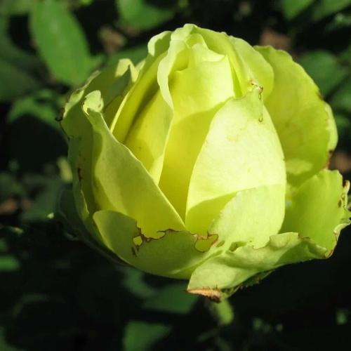 Роза Амандина